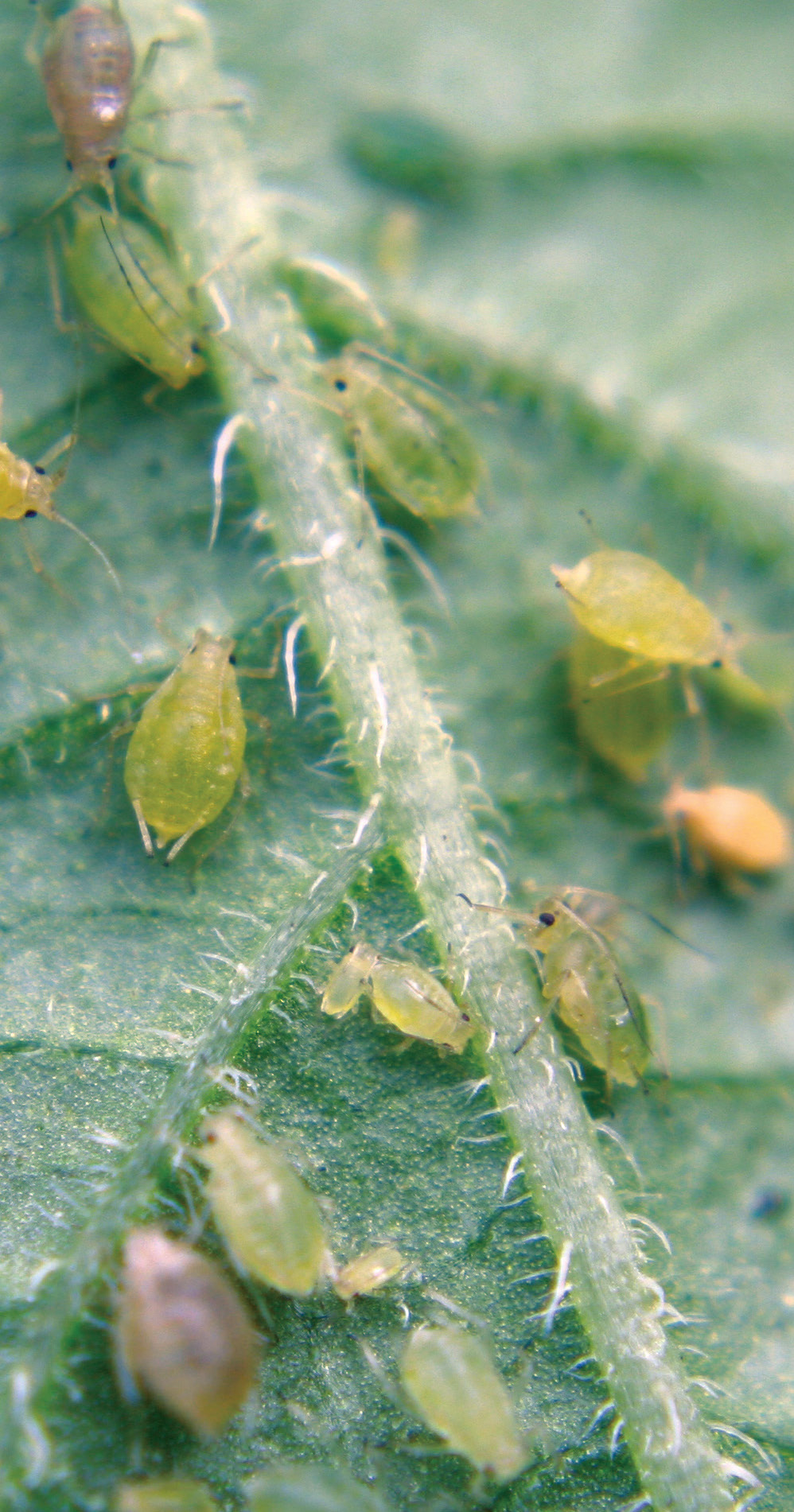 Aphids