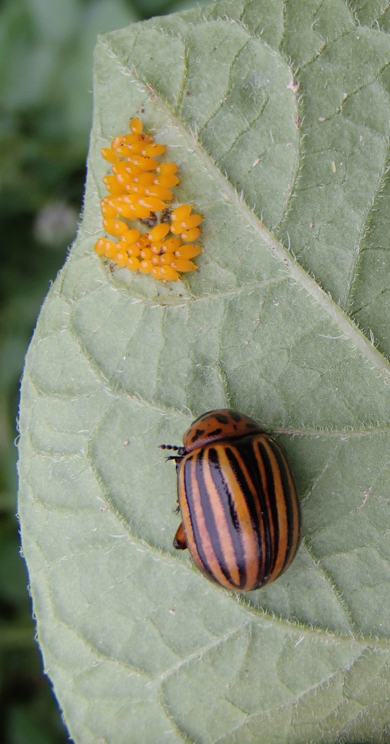 Colorado beetle