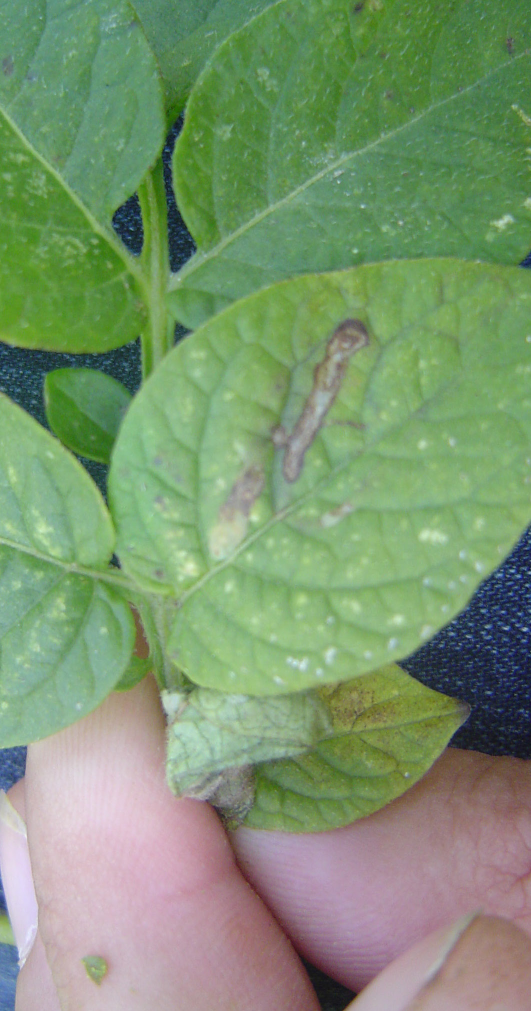 Leaf-miner fly and larvae