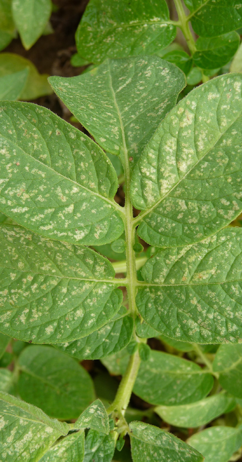 Leafhopper