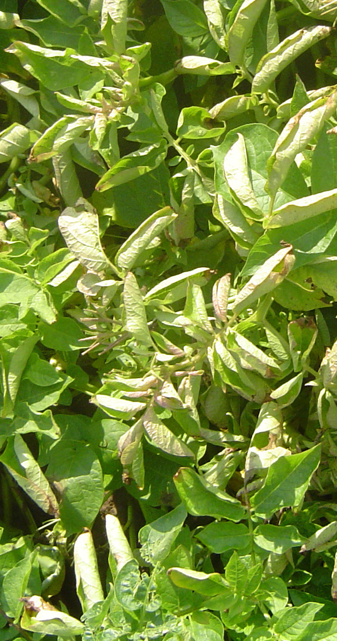 Potato leaf roll virus