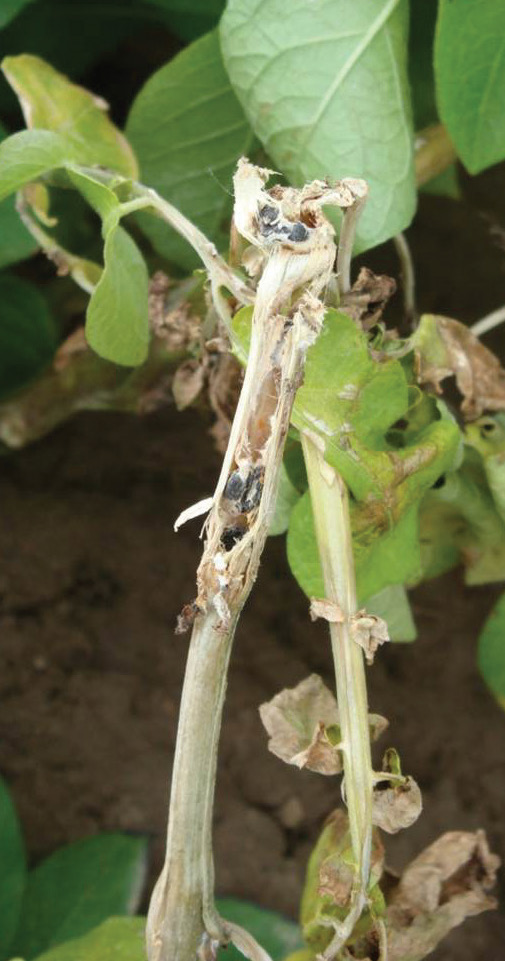 Sclerotinia