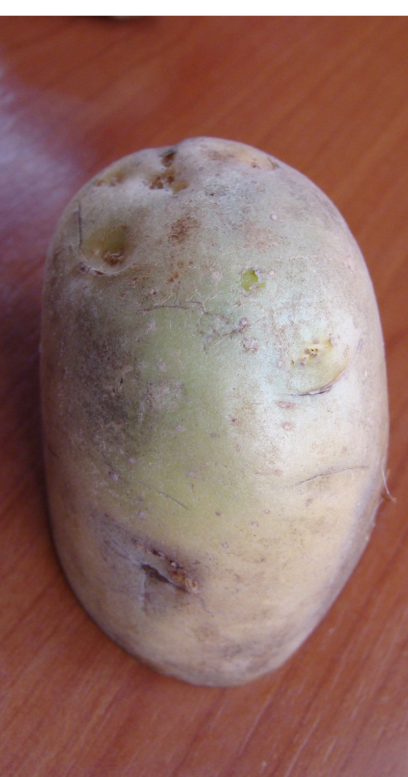 Green tuber