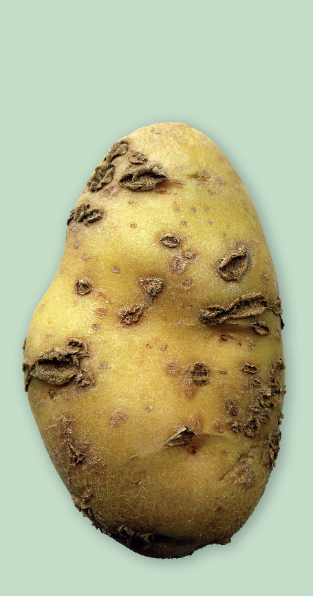 Fuzarioza cartofului
