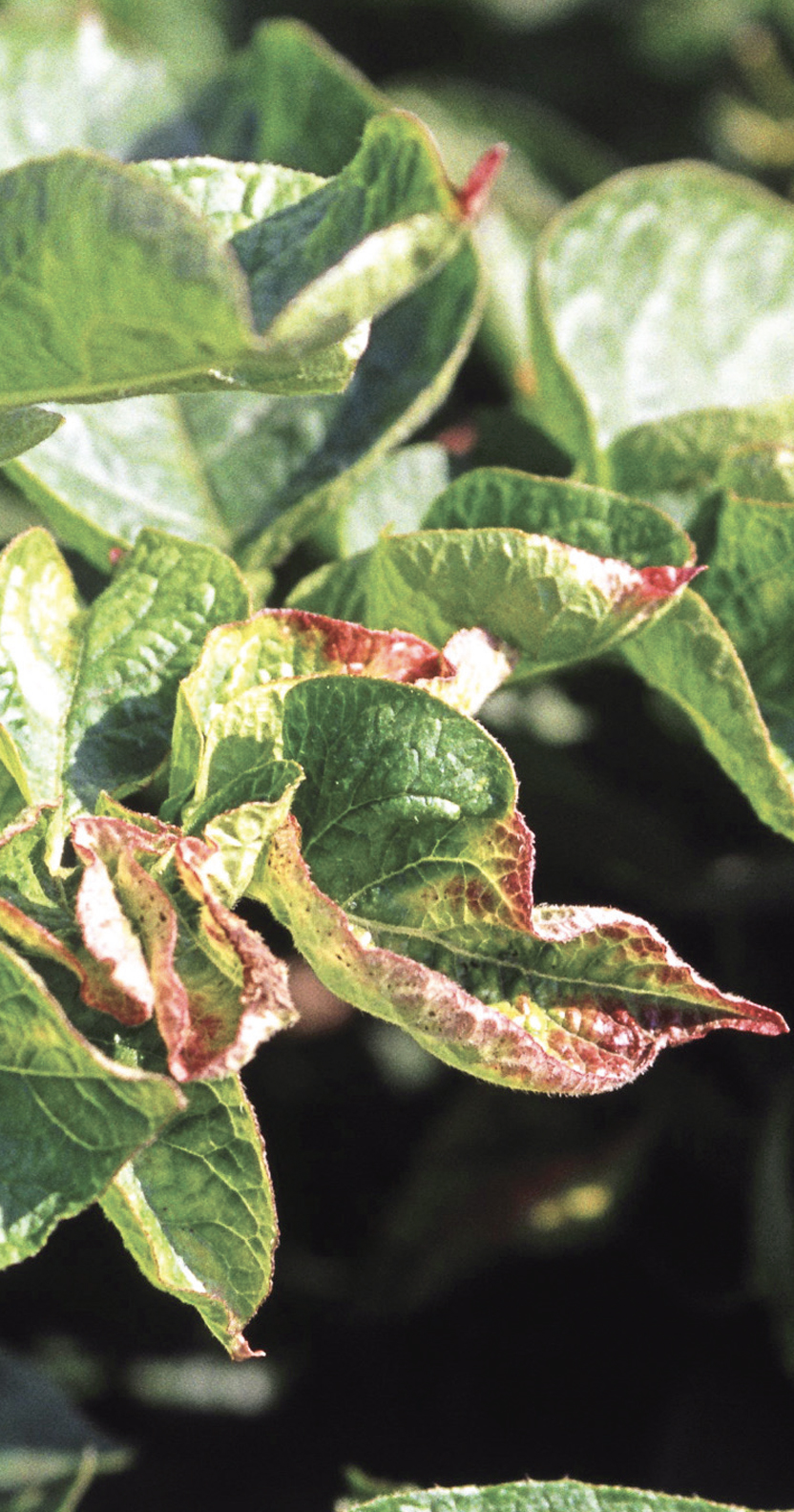 Tobacco Rattle virus